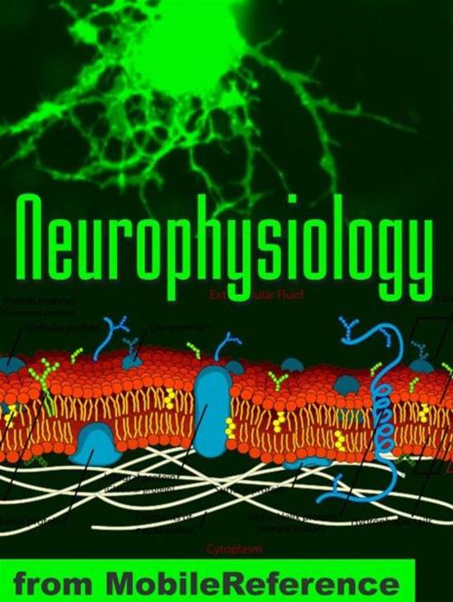 Cover of the book Neurophysiology Study Guide: Membranes And Transport, Ion Channels, Electrical Phenomena, Action Potential, Signal Transduction & More. (Mobi Medical) by MobileReference, MobileReference