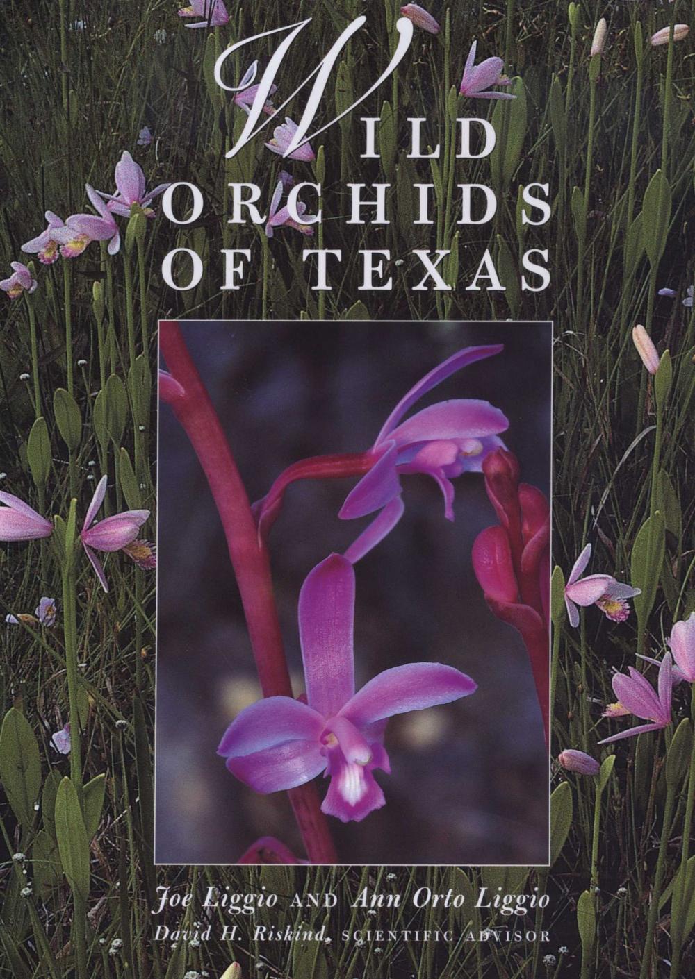 Big bigCover of Wild Orchids of Texas