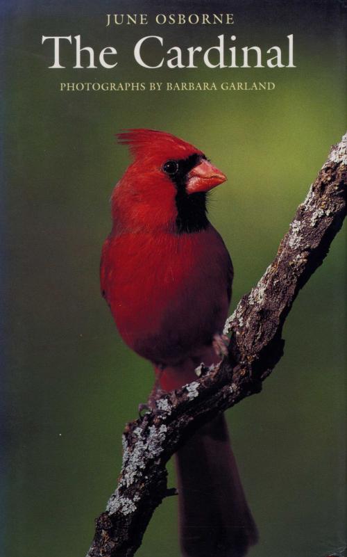 Cover of the book The Cardinal by June  Osborne, University of Texas Press