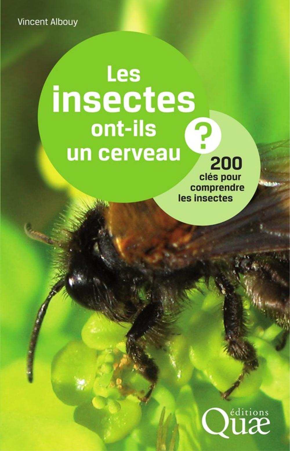 Big bigCover of Les insectes ont-ils un cerveau ?