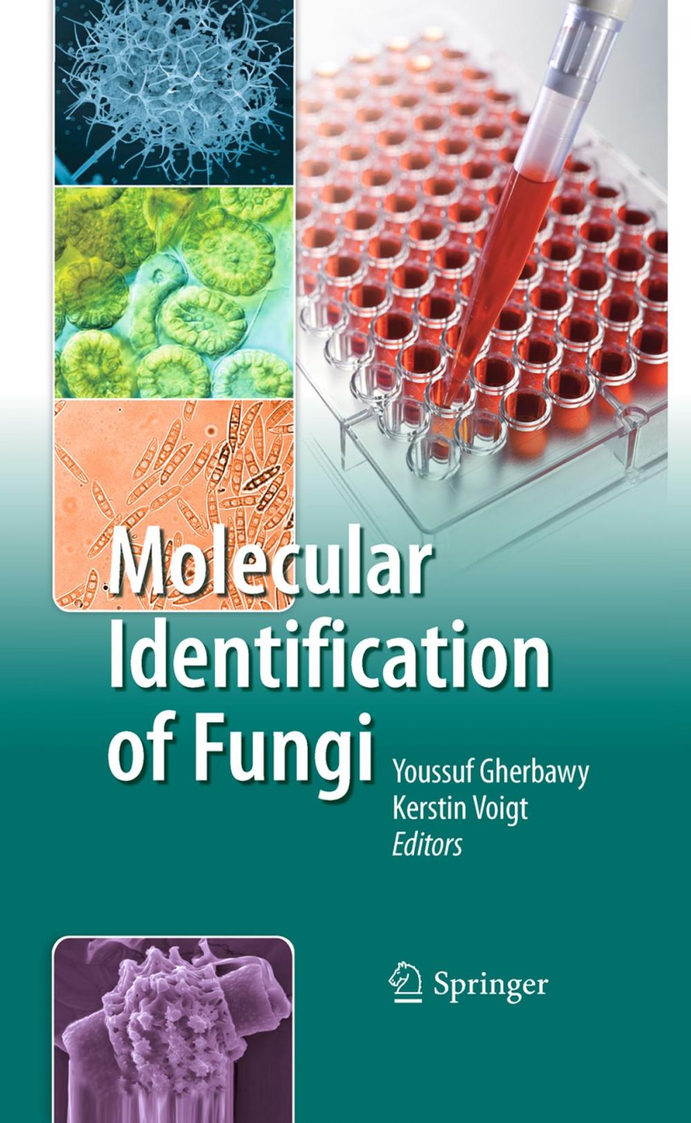 Big bigCover of Molecular Identification of Fungi