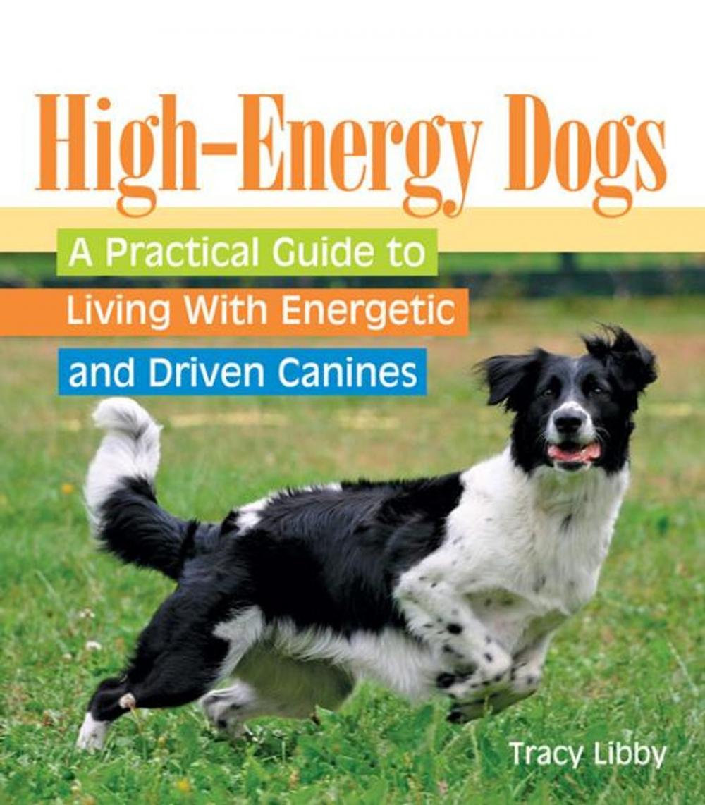 Big bigCover of High-Energy Dogs