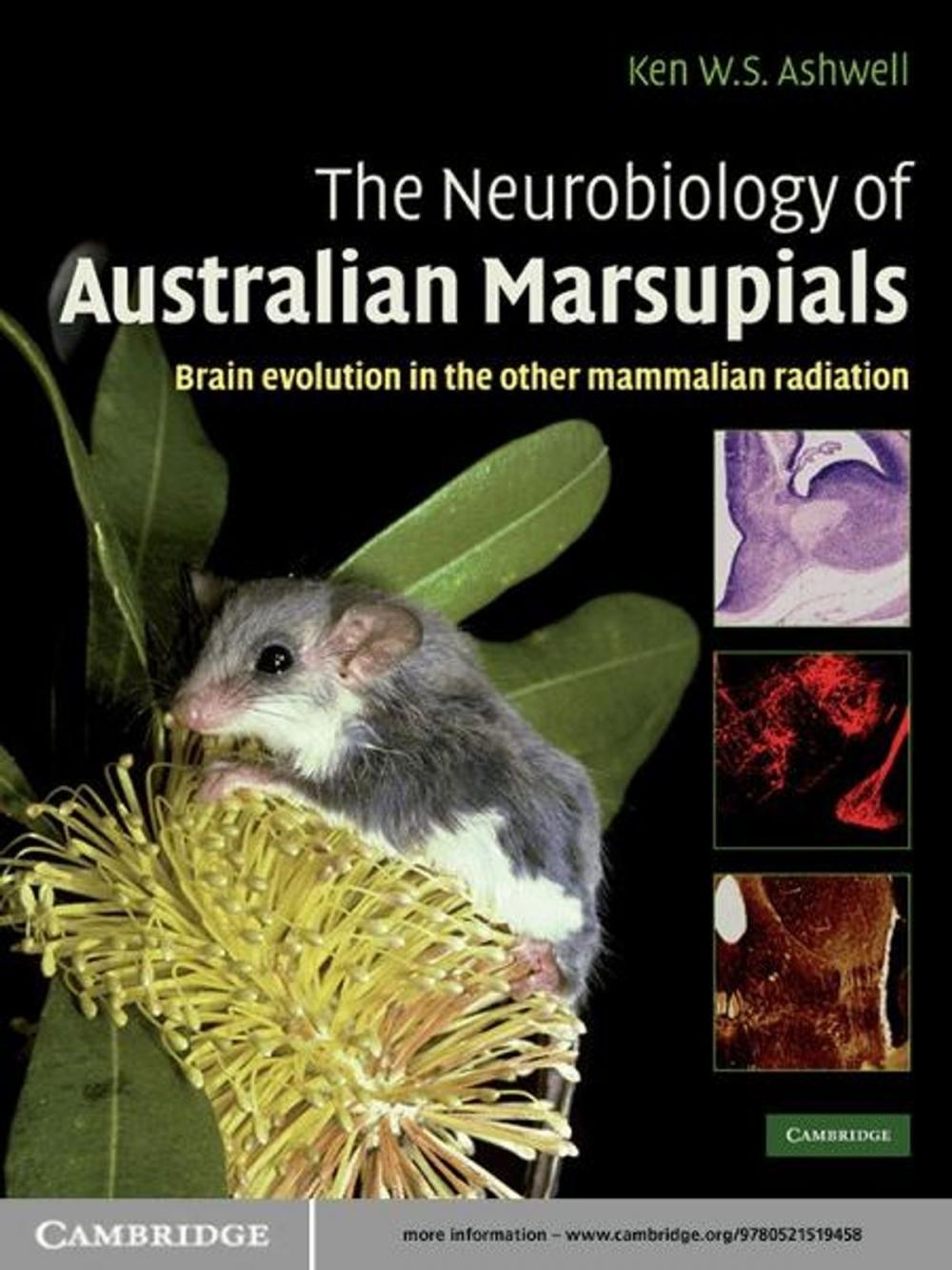 Big bigCover of The Neurobiology of Australian Marsupials