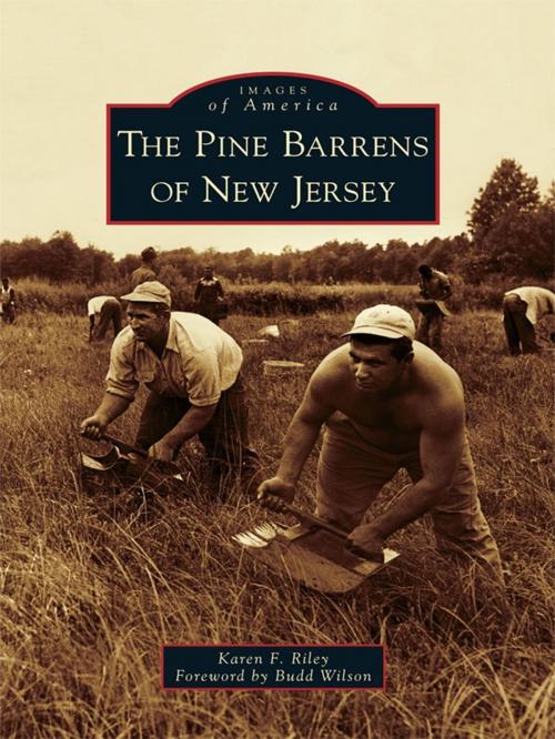 Cover of the book The Pine Barrens of New Jersey by Karen F. Riley, Arcadia Publishing Inc.