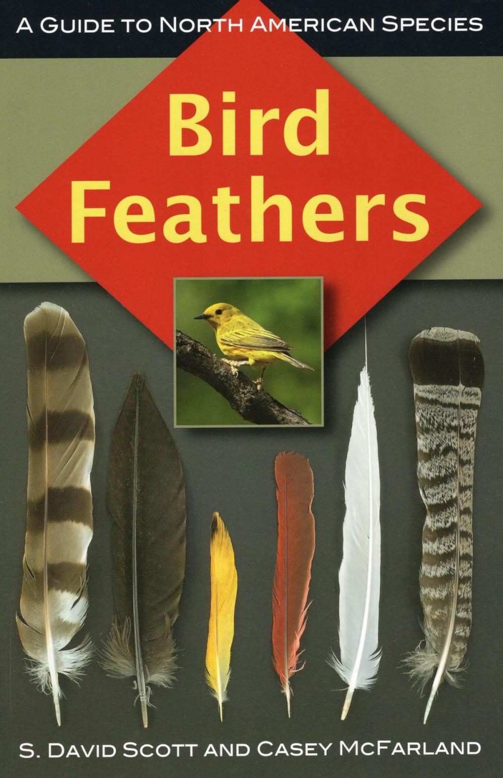 Big bigCover of Bird Feathers