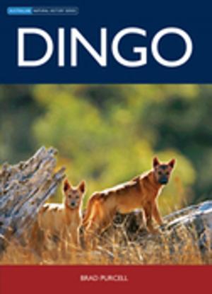 Cover of the book Dingo by Paul Dangerfield, Andrew Austin, Graeme Baker