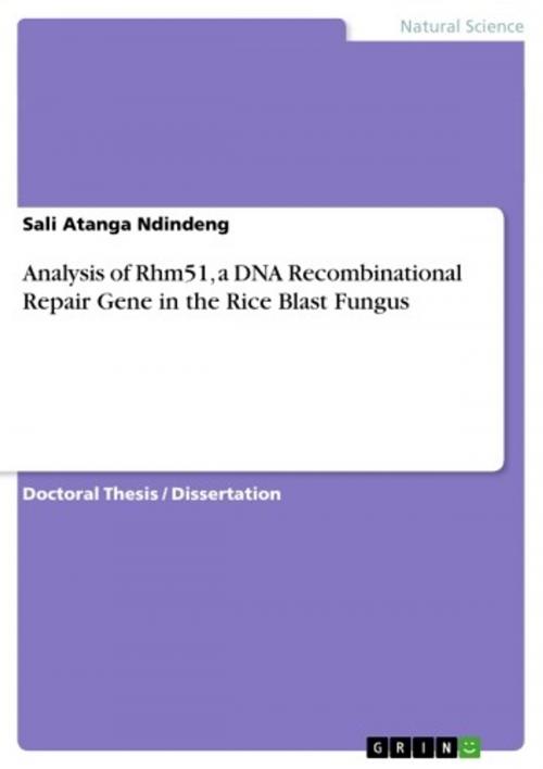 Cover of the book Analysis of Rhm51, a DNA Recombinational Repair Gene in the Rice Blast Fungus by Sali Atanga Ndindeng, GRIN Verlag