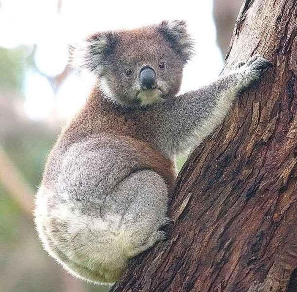 Big bigCover of Brisbane & Queensland Australia