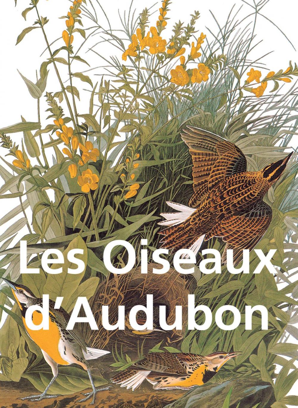 Big bigCover of Les Oiseaux d'Audubon