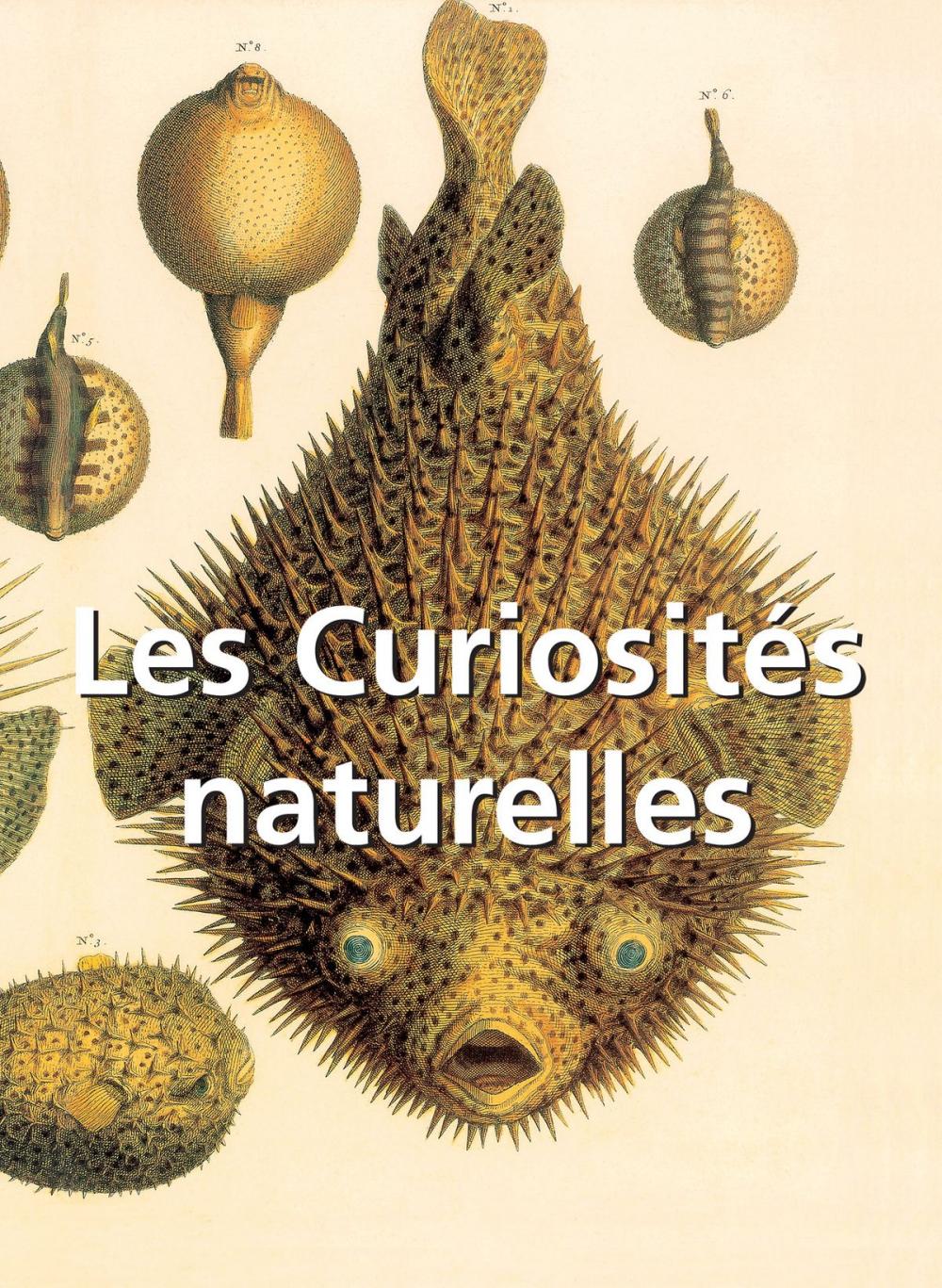 Big bigCover of Les Curiosités naturelles