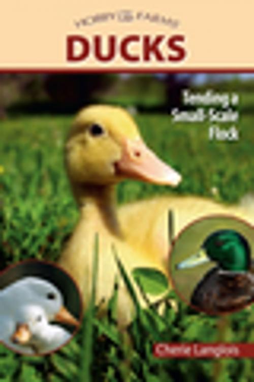 Cover of the book Ducks by Cherie Langlois, CompanionHouse Books