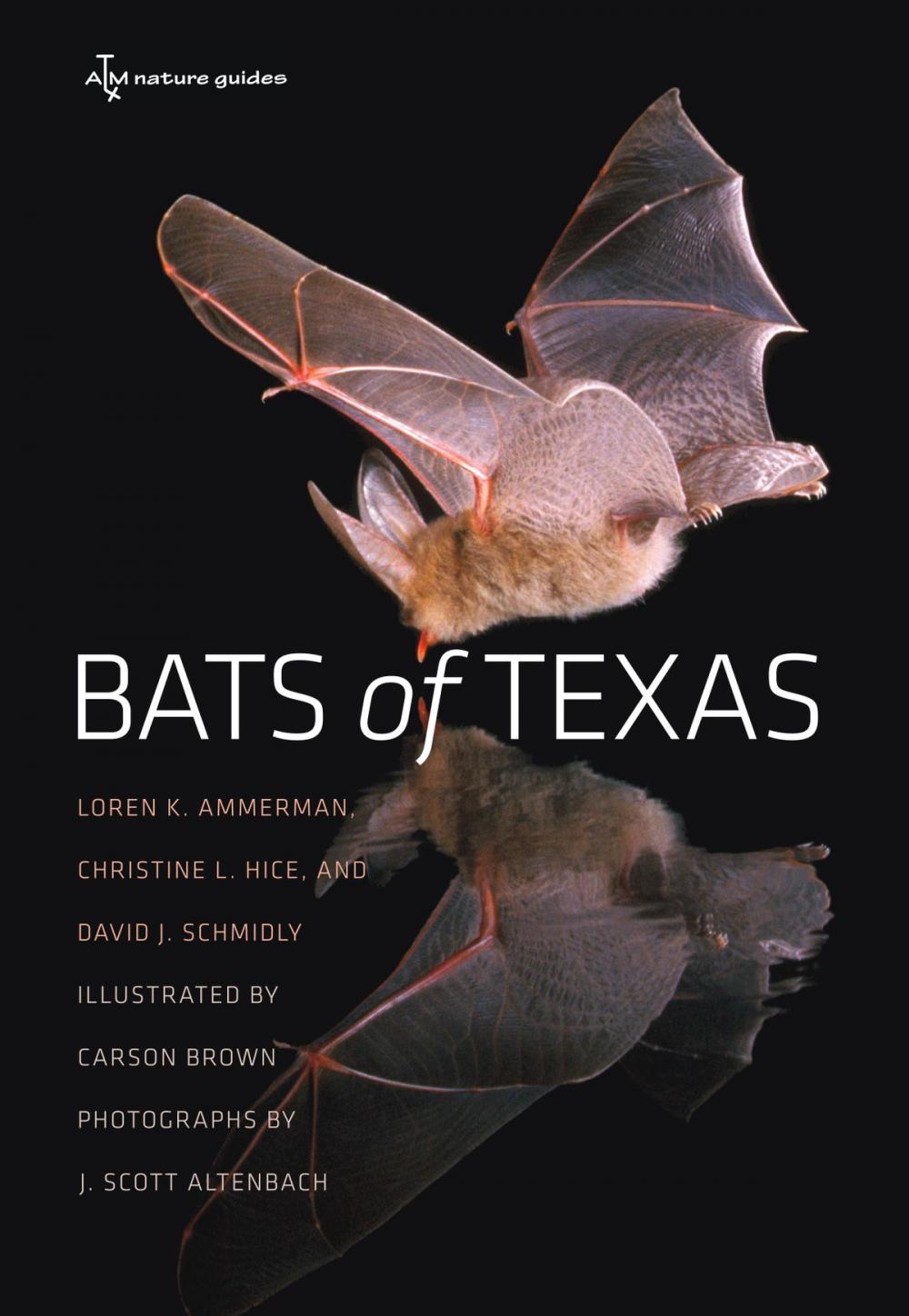 Big bigCover of Bats of Texas