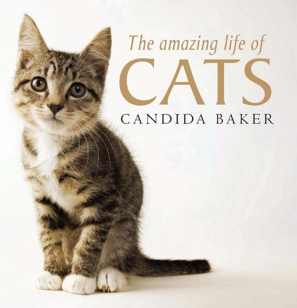 Big bigCover of The Amazing Life of Cats