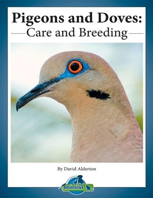 Cover of the book Pigeons and Doves: Care and Breeding by David Alderton, David Alderton