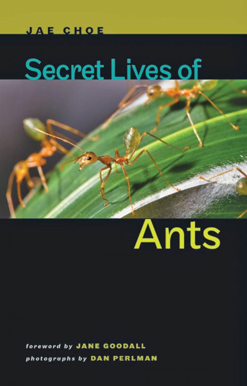 Cover of the book Secret Lives of Ants by Jae Choe, Johns Hopkins University Press