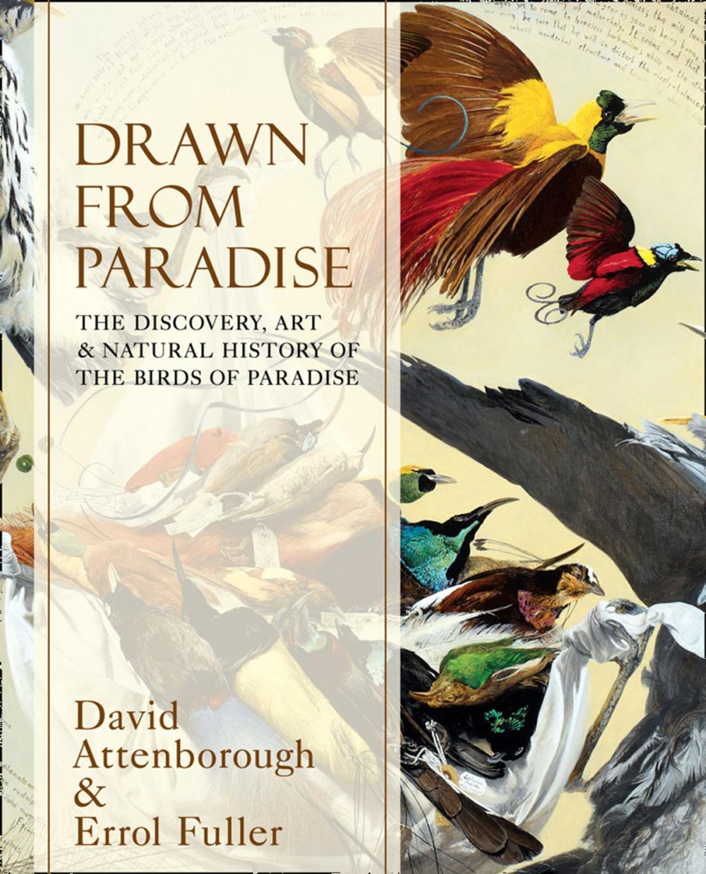 Big bigCover of Drawn From Paradise: The Discovery, Art and Natural History of the Birds of Paradise