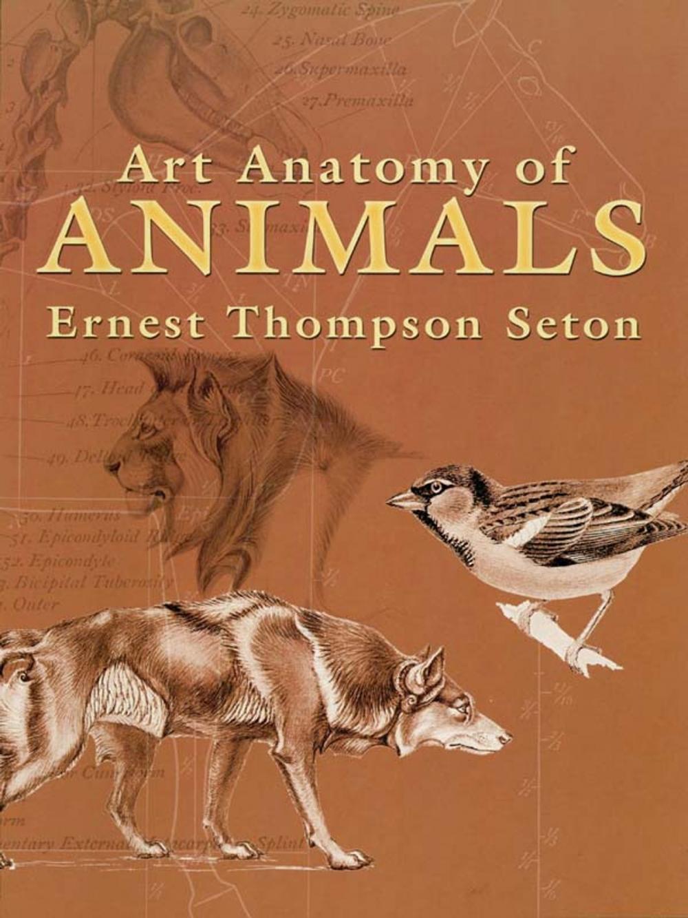 Big bigCover of Art Anatomy of Animals