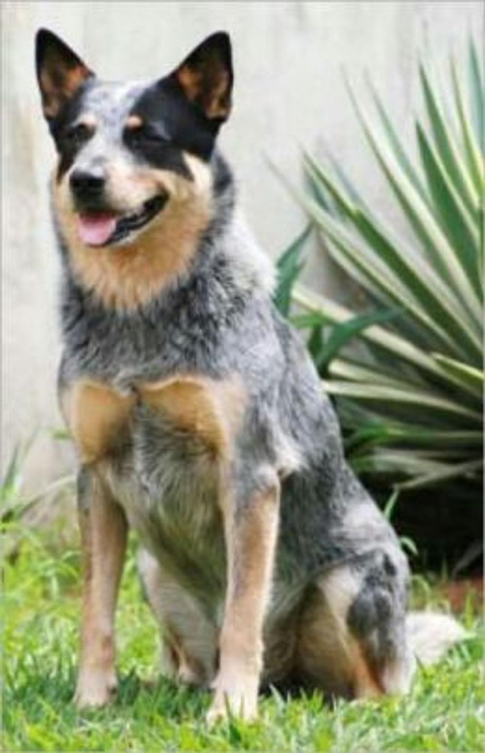 Big bigCover of Australian Cattle Dogs for Beginners