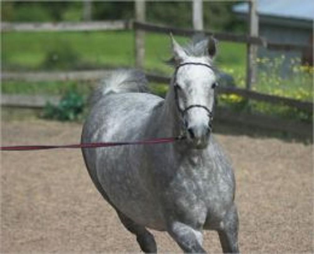 Big bigCover of Horse Training: An Essential Guide For Beginners