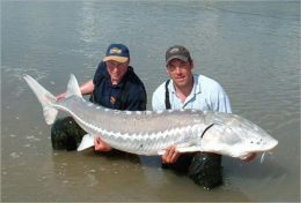 Big bigCover of Sturgeon Fishing For Beginners