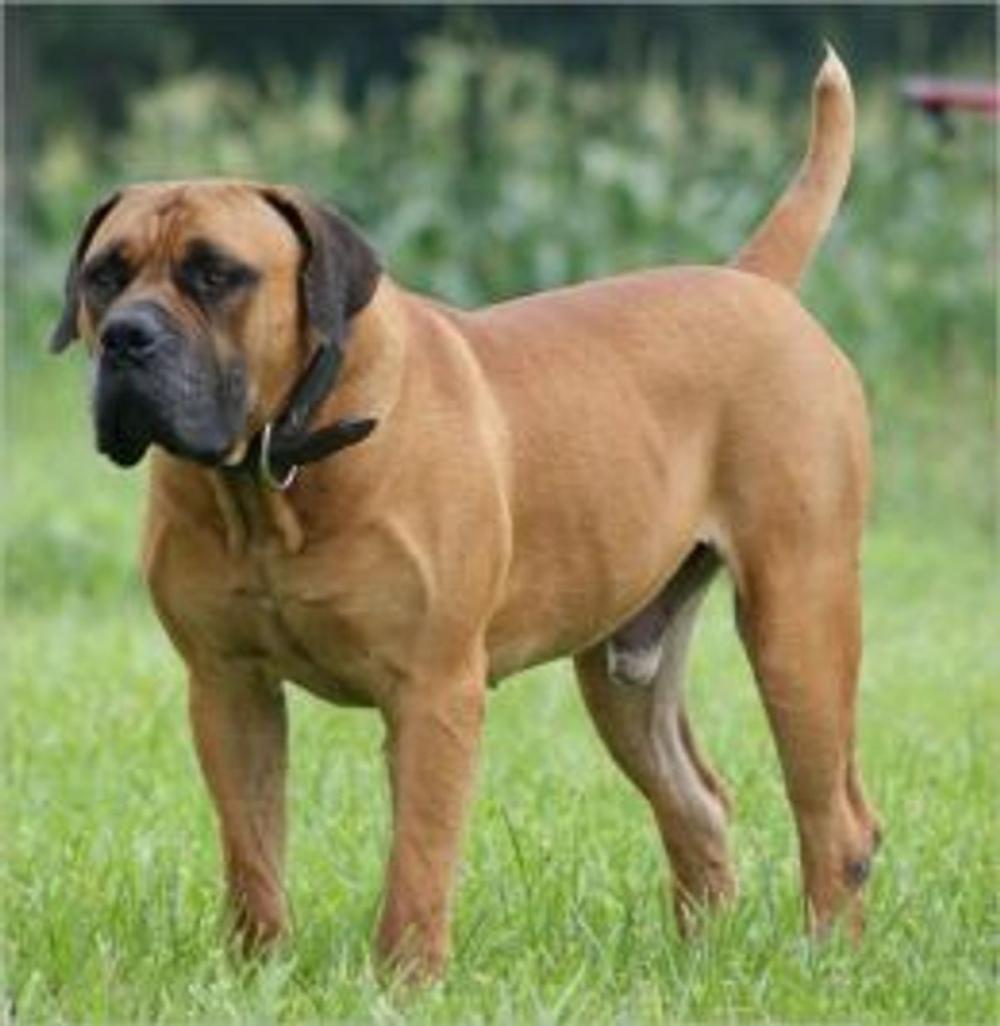 Big bigCover of A Beginners Guide to African Boerboels