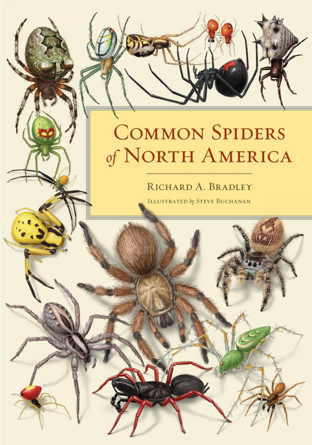 Big bigCover of Common Spiders of North America