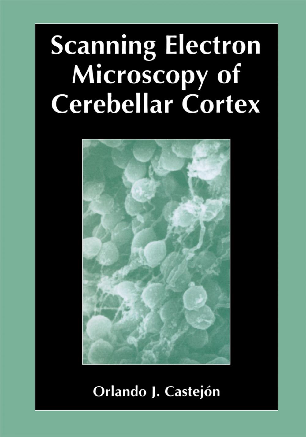 Big bigCover of Scanning Electron Microscopy of Cerebellar Cortex