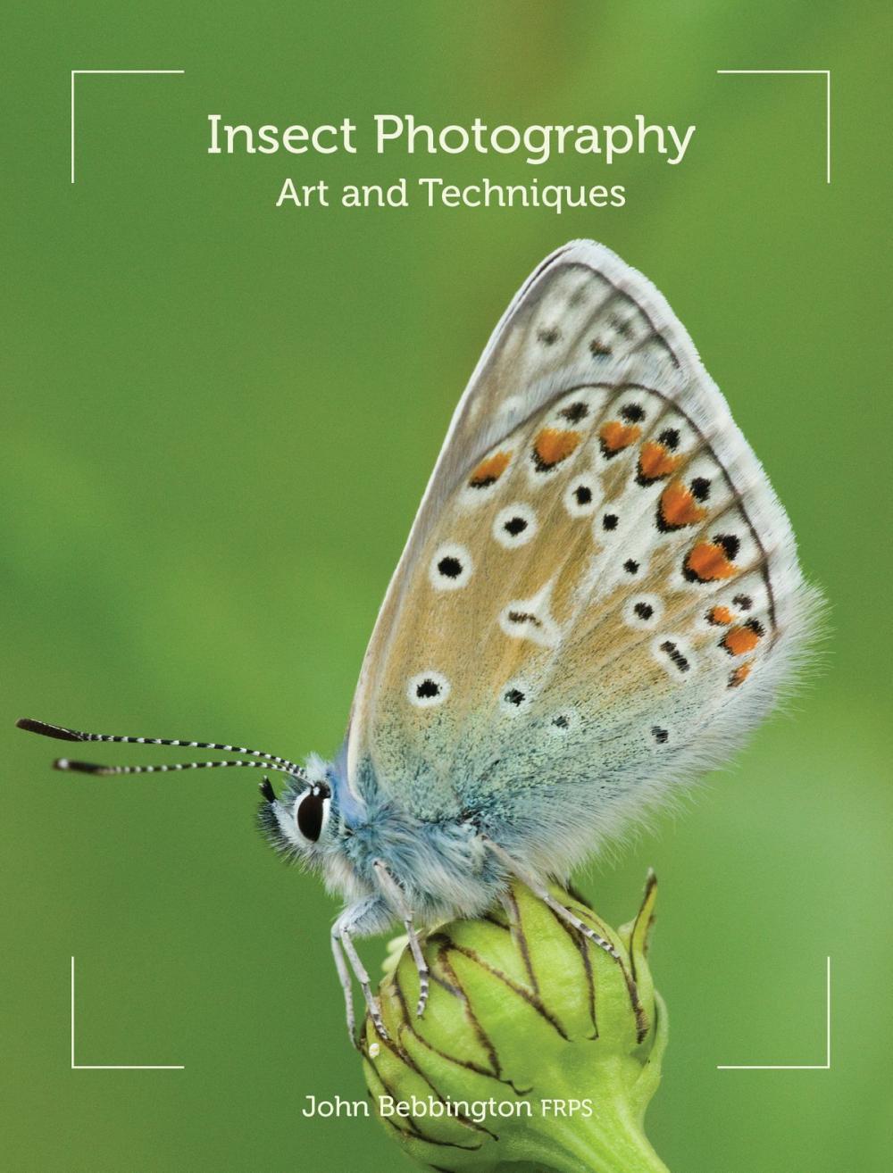 Big bigCover of Insect Photography