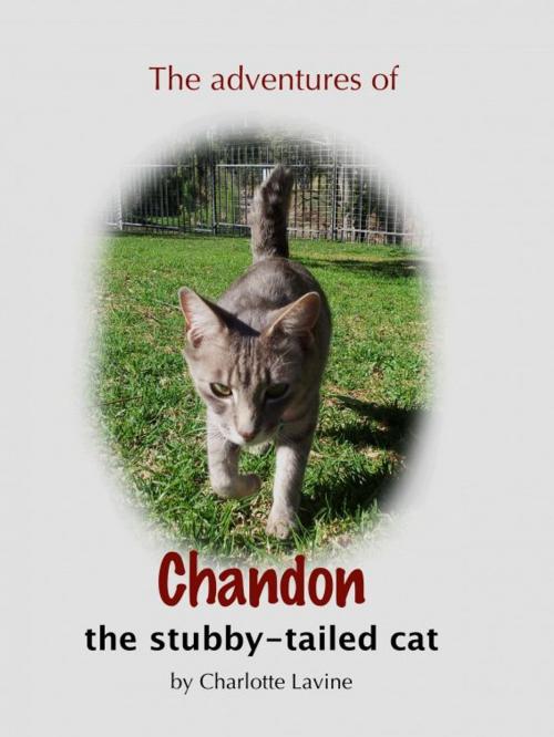 Cover of the book The Adventures of Chandon the Stubby-tailed Cat by Charlotte Lavine, Charlotte Lavine