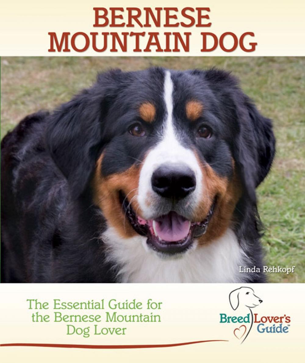 Big bigCover of Bernese Mountain Dog
