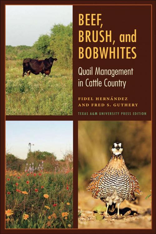 Cover of the book Beef, Brush, and Bobwhites by Fidel Hernández, Fred S. Guthery, Texas A&M University Press