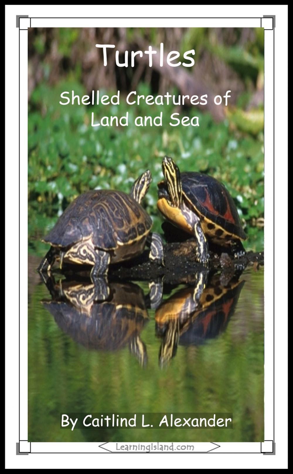 Big bigCover of Turtles: Shelled Creatures of Land and Sea