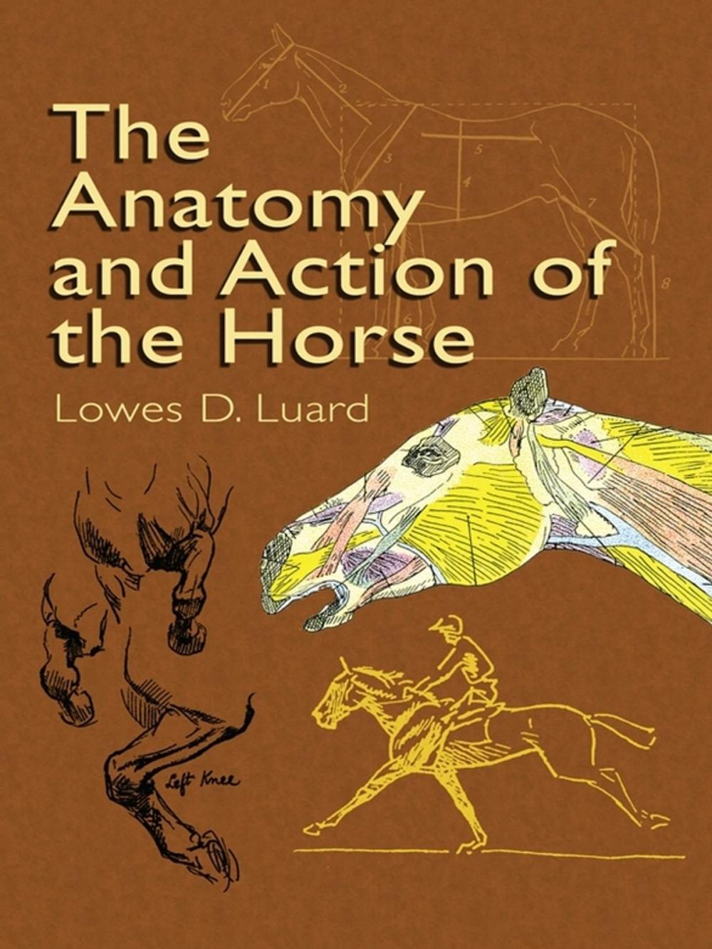 Big bigCover of The Anatomy and Action of the Horse