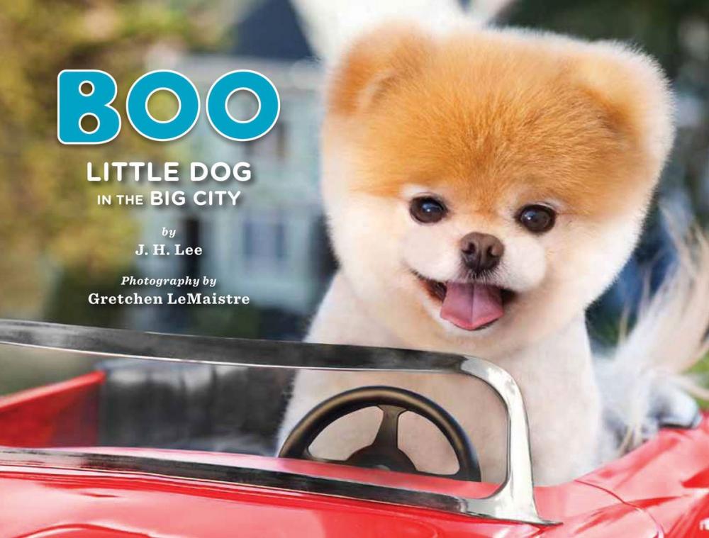 Big bigCover of Boo: Little Dog in the Big City