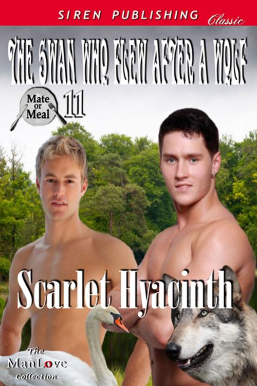 Cover of the book The Swan Who Flew After a Wolf by Scarlet Hyacinth, Siren-BookStrand