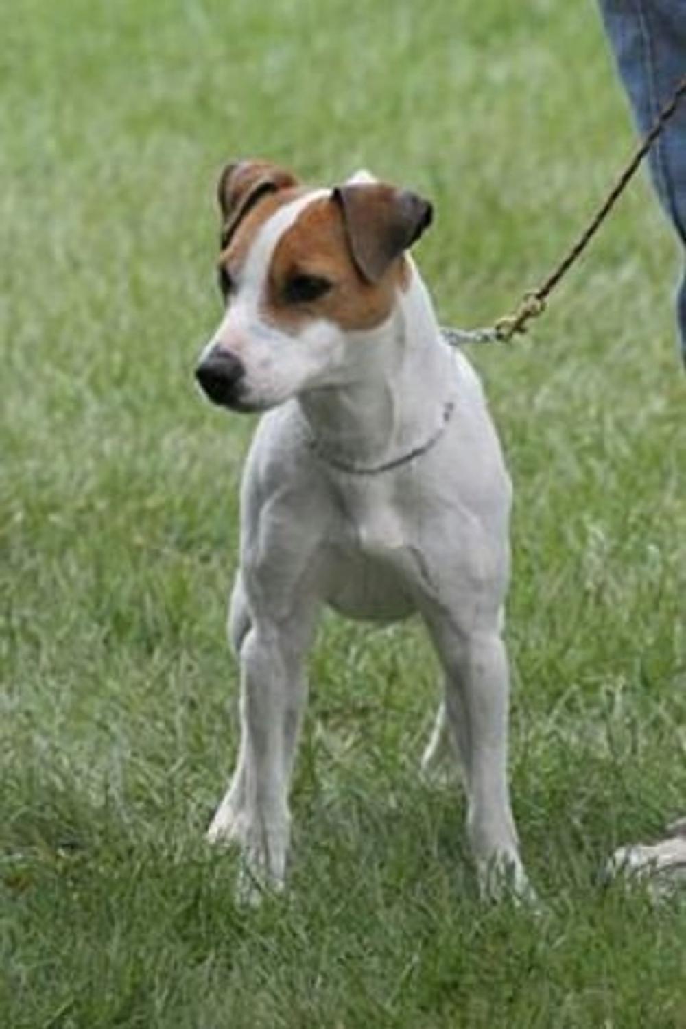 Big bigCover of A Beginners Guide to Jack Russell Terriers