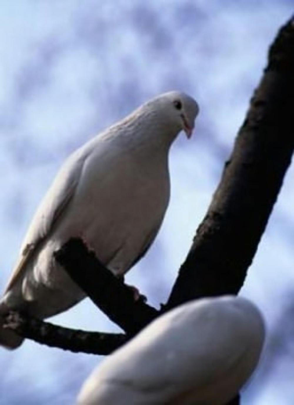 Big bigCover of Breeding and Training Racing Pigeons For Beginners