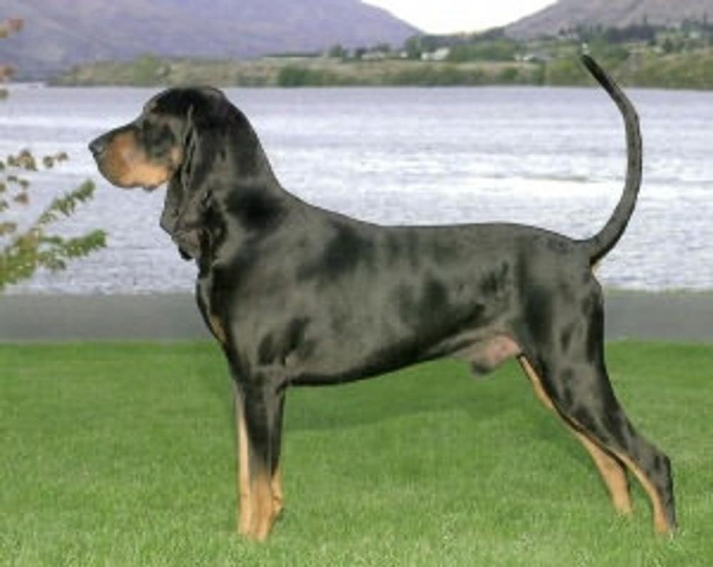 Big bigCover of Black and Tan Coonhounds for Beginners