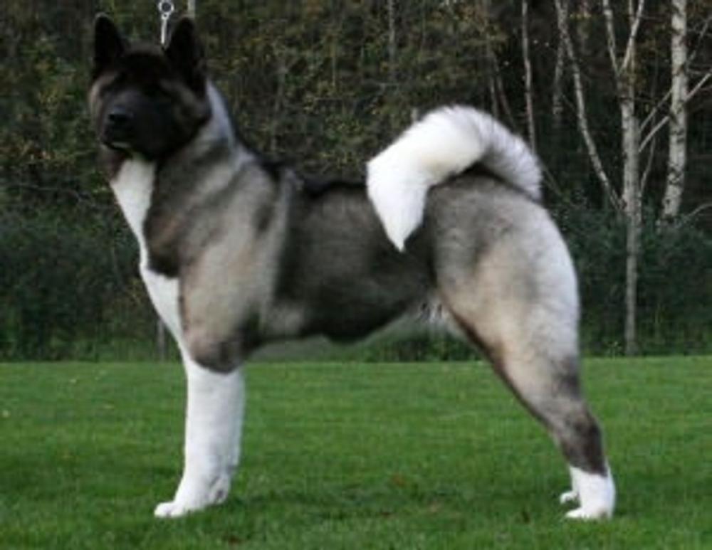 Big bigCover of Akitas for Beginners