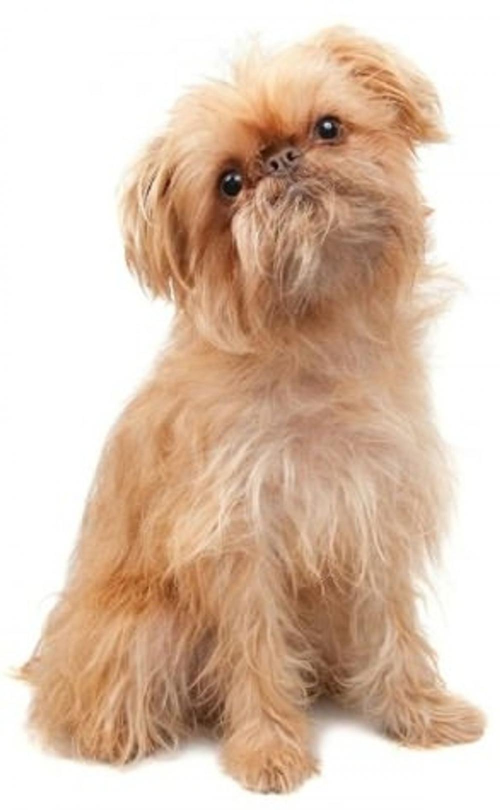 Big bigCover of A Beginners Guide to Brussels Griffons