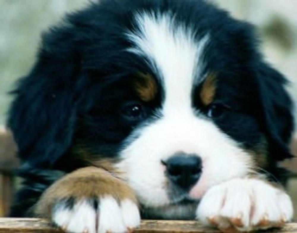 Big bigCover of Bernese Mountain Dogs for Beginners