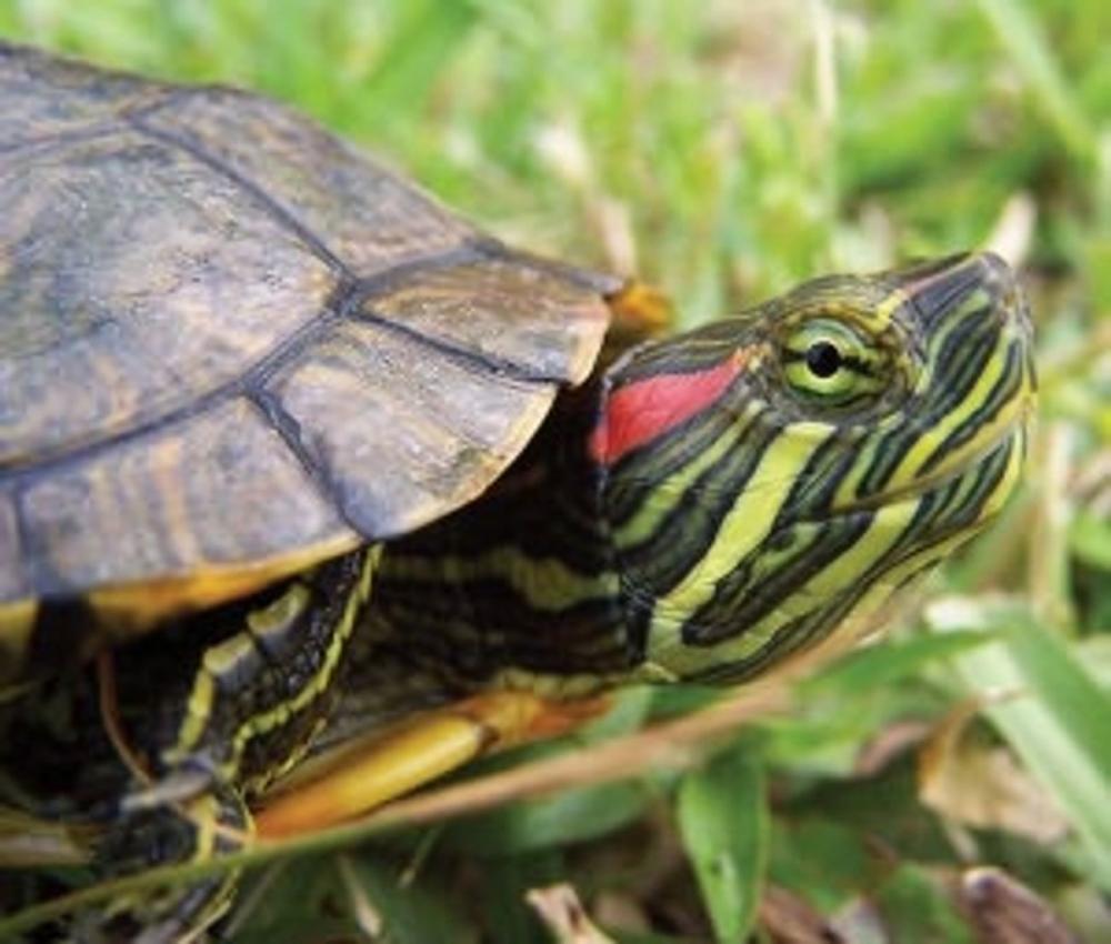 Big bigCover of How to Care for a Slider Turtle