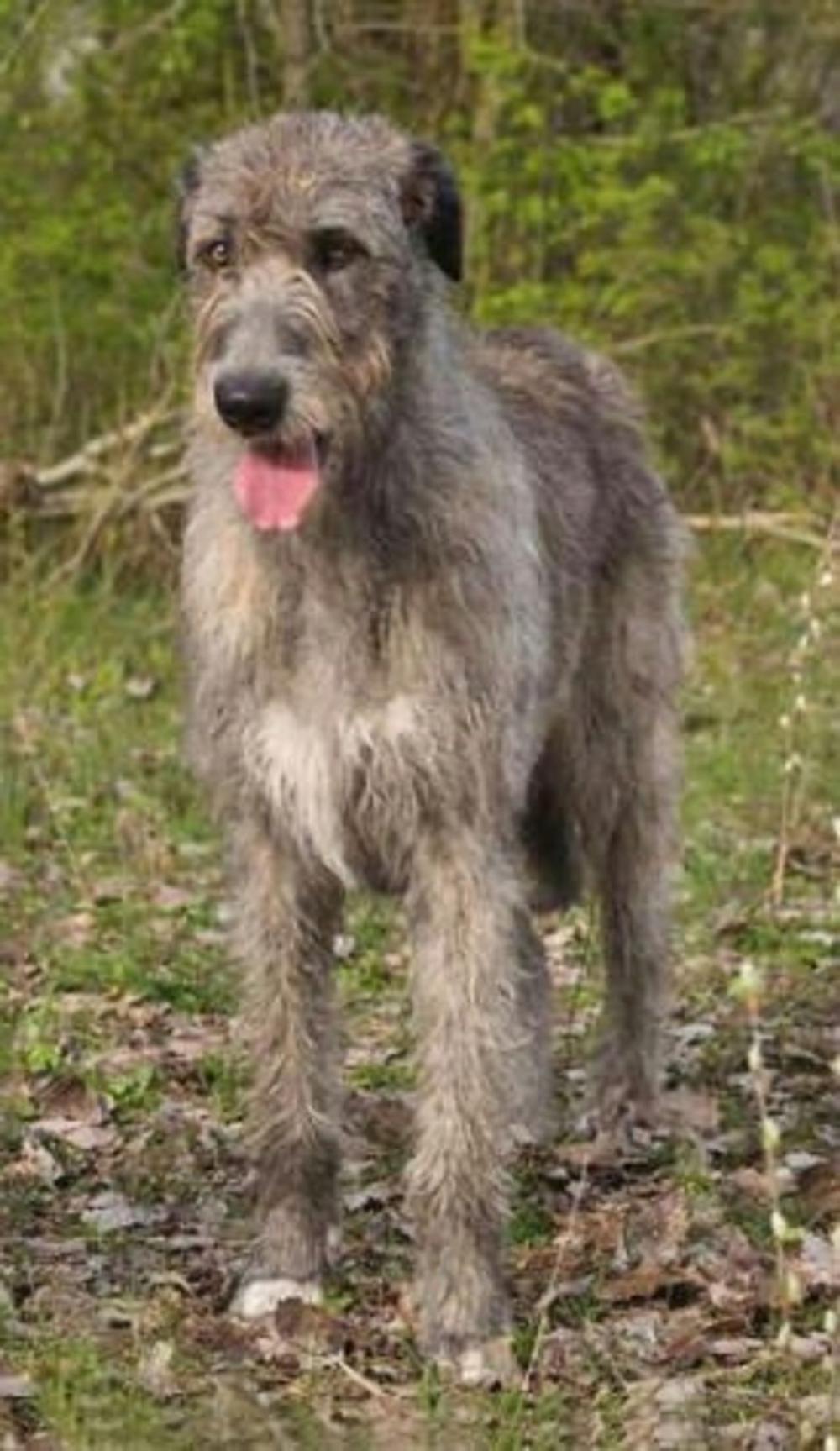 Big bigCover of Irish Wolfhounds for Beginners