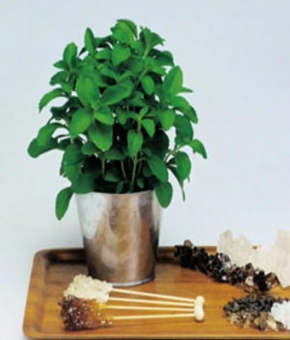 Big bigCover of A Crash Course on How to Grow Stevia