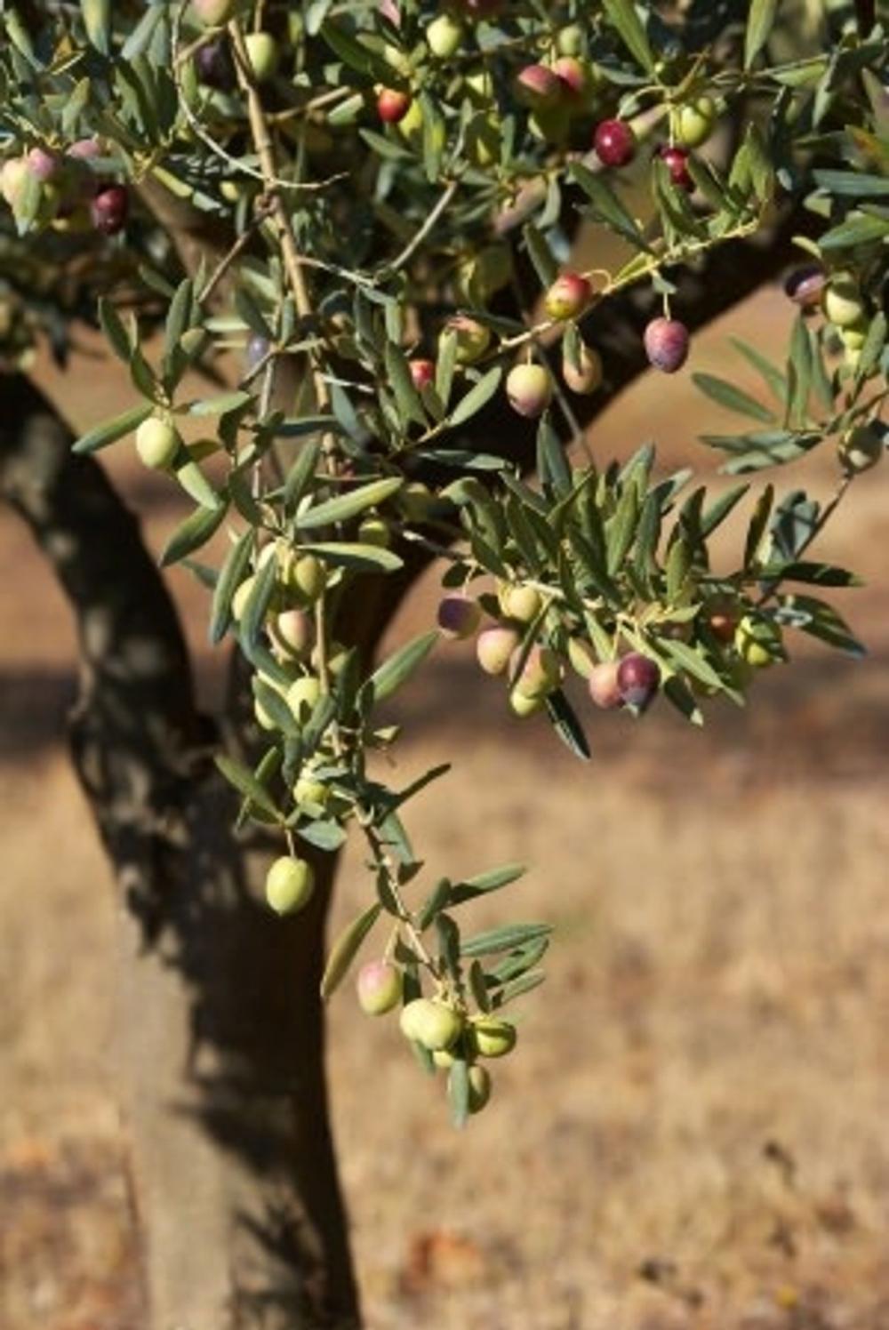 Big bigCover of How to Grow an Olive Tree