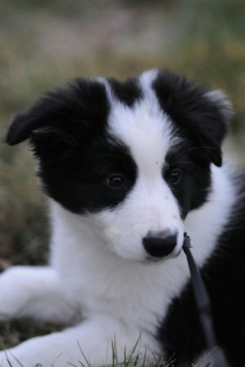 Big bigCover of Border Collie Training for Beginners