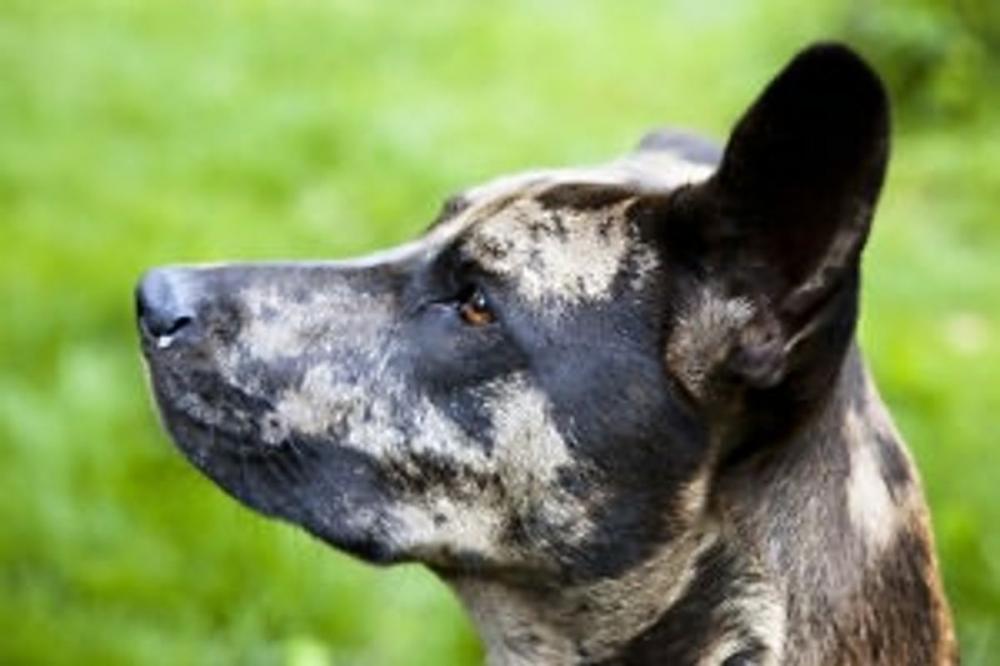 Big bigCover of A Beginners Guide to Catahoula Leopard Dogs