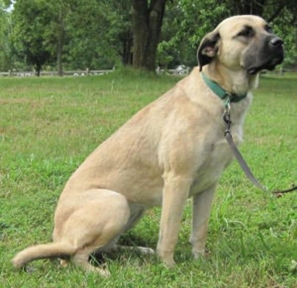 Big bigCover of Anatolian Shepherds for Beginners