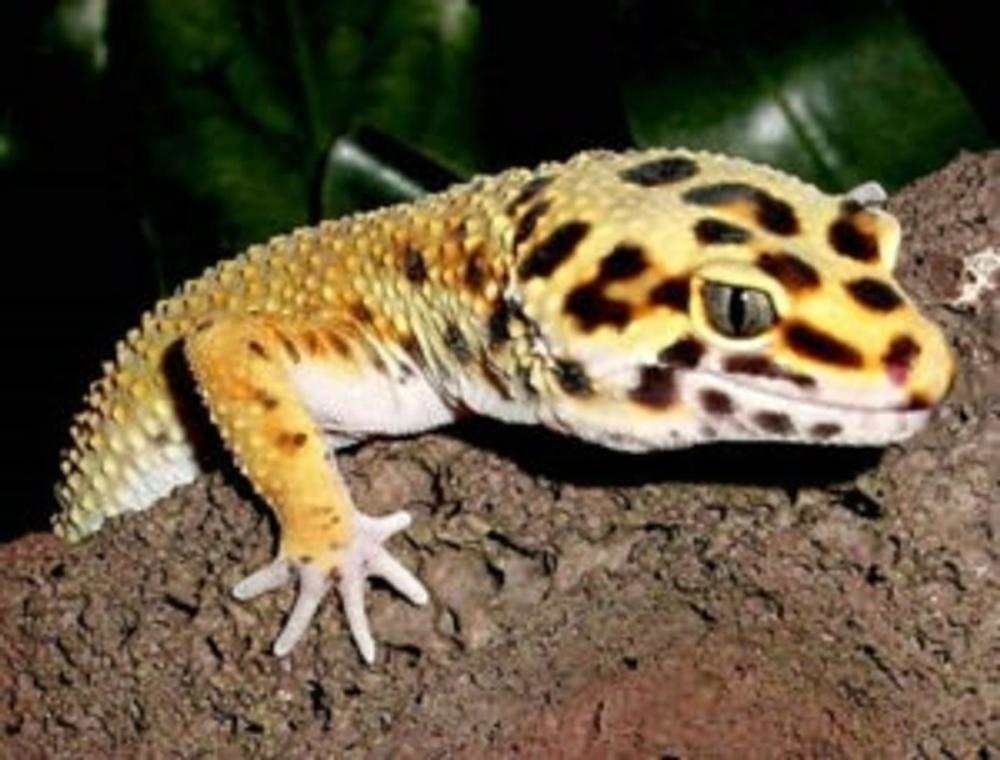 Big bigCover of Leopard Gecko Care for Beginners