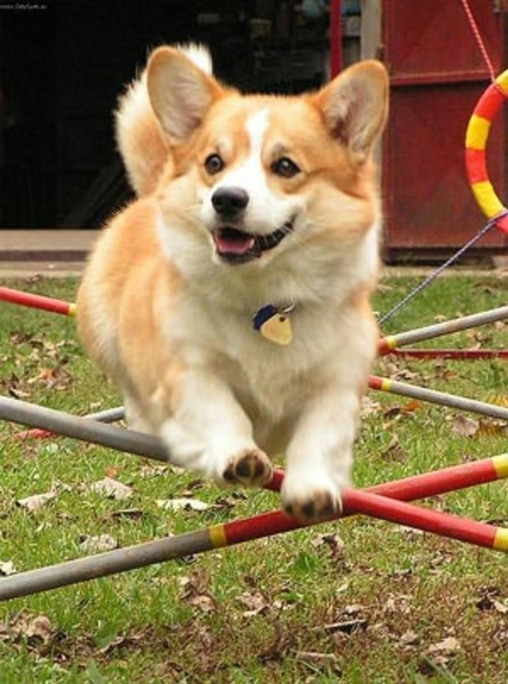 Big bigCover of A Beginners Guide to Pembroke Welsh Corgis